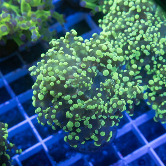 Electric Lime Octospawn