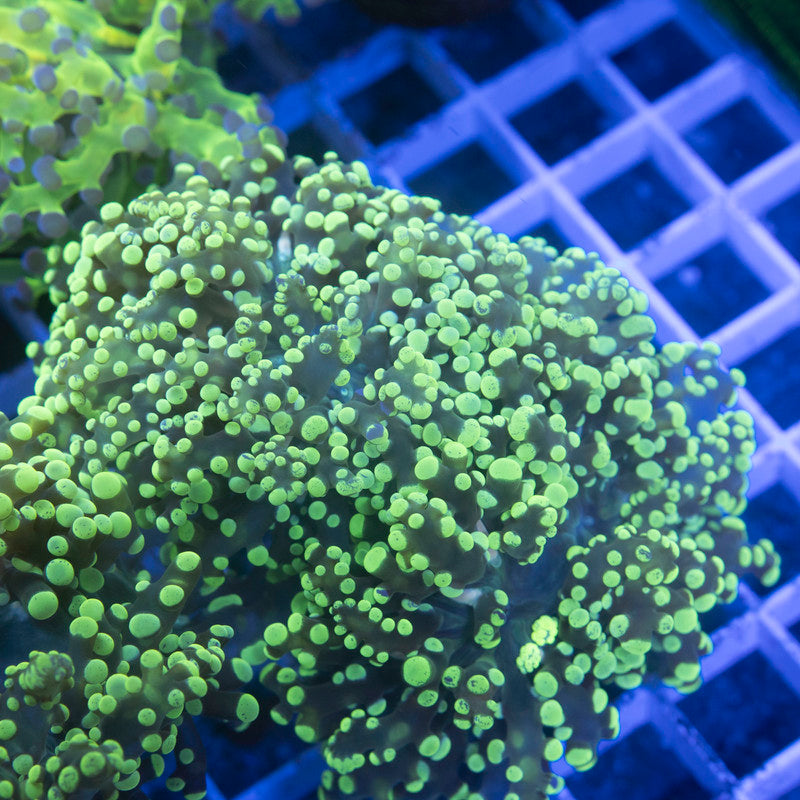 Electric Lime Octospawn