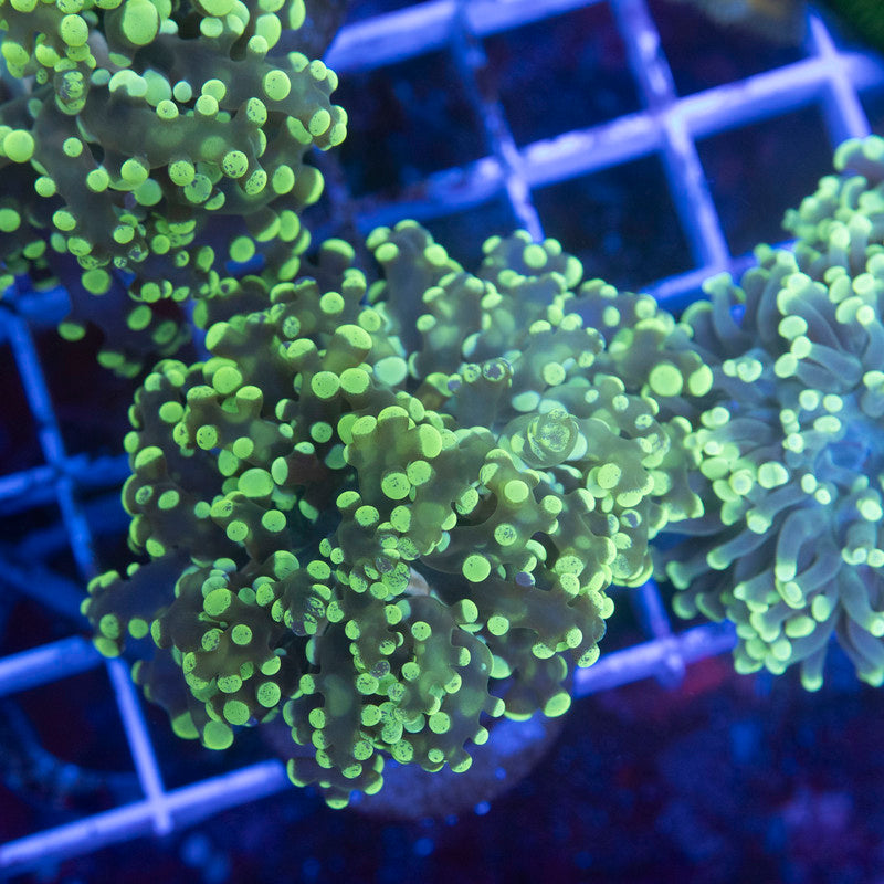 Electric Lime Octospawn