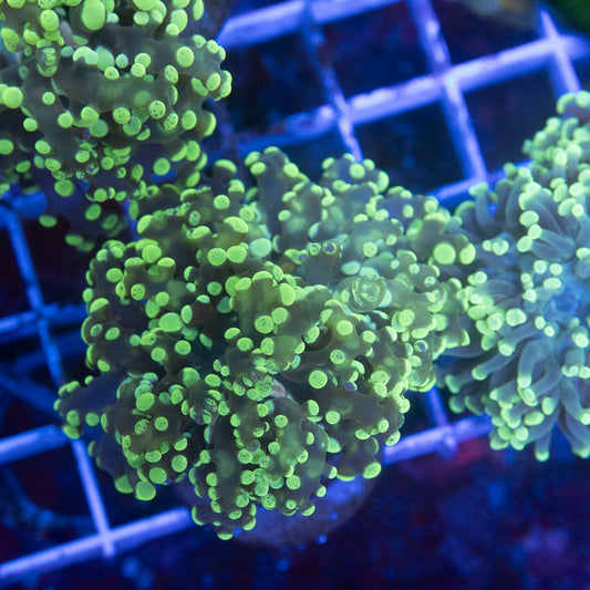 Electric Lime Octospawn