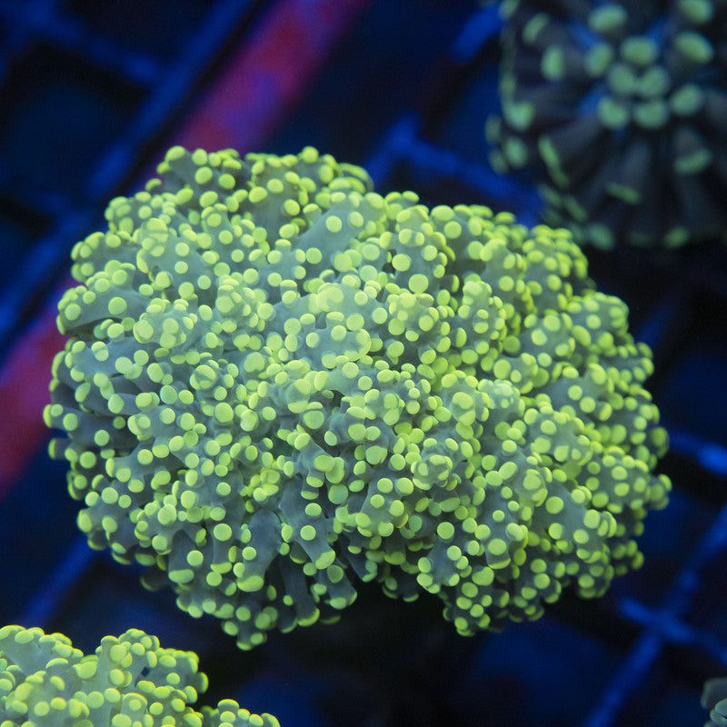 Electric Lime Octospawn WYSIWYG live coral for sale at AquaGemCorals