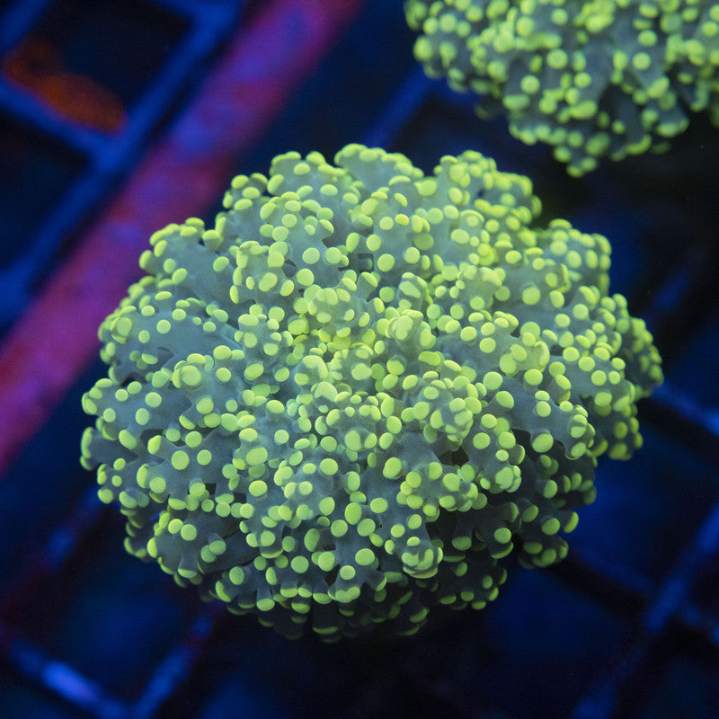 Electric Lime Octospawn WYSIWYG live coral for sale at AquaGemCorals