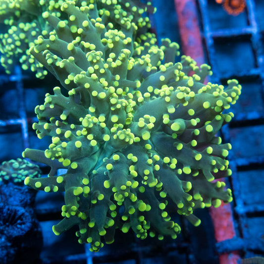 Electric Lime Octospawn