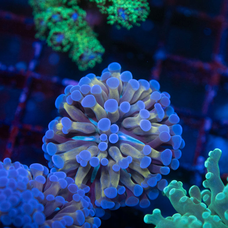 Electric Taffy Hammer - AquaGemCorals