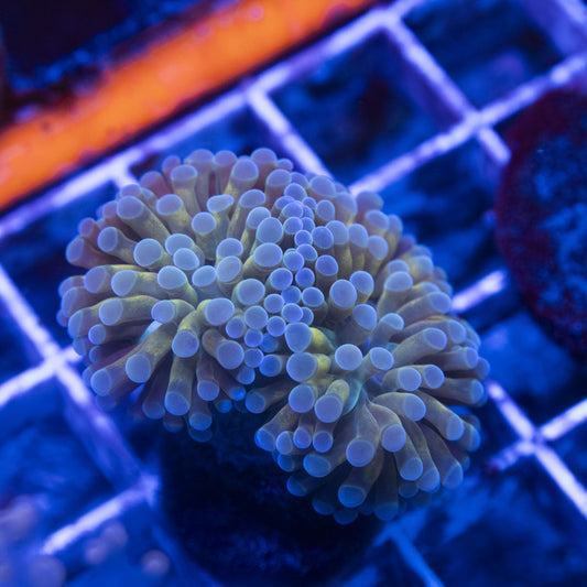 Electric Taffy Hammer