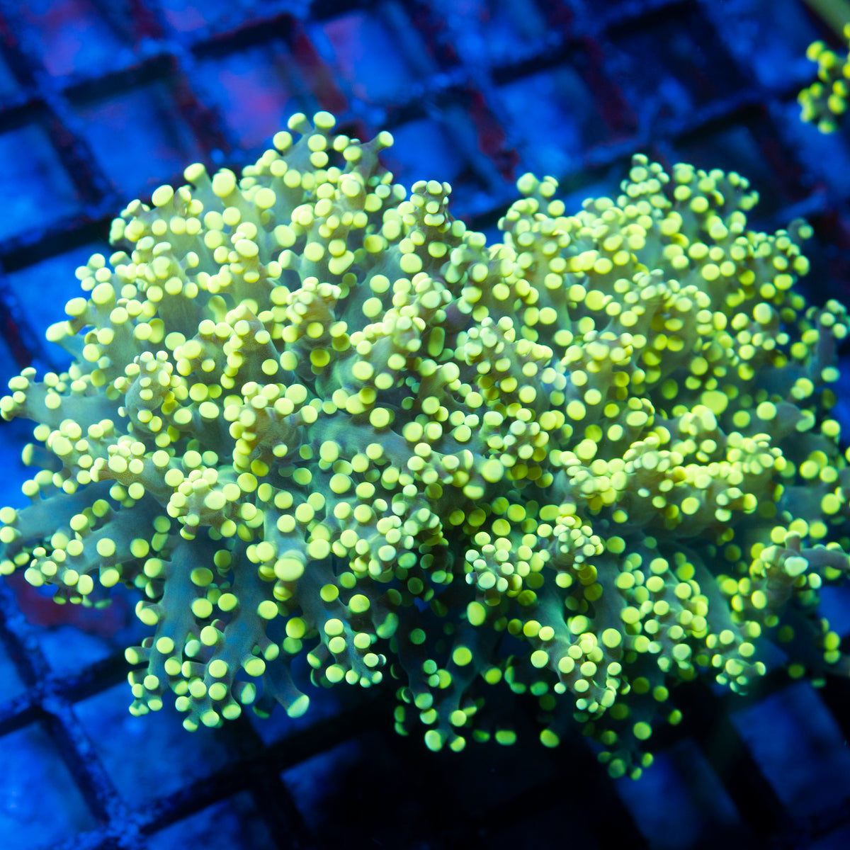Electric lime Octospawn live reef coral - AquaGemCorals