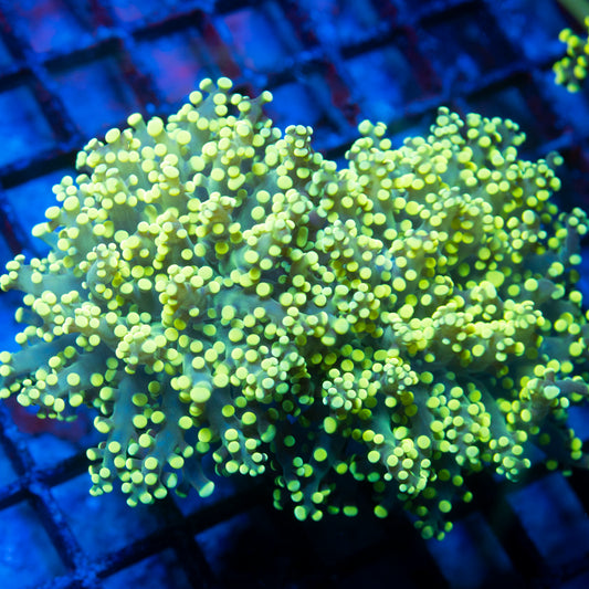 Electric lime Octospawn live reef coral - AquaGemCorals