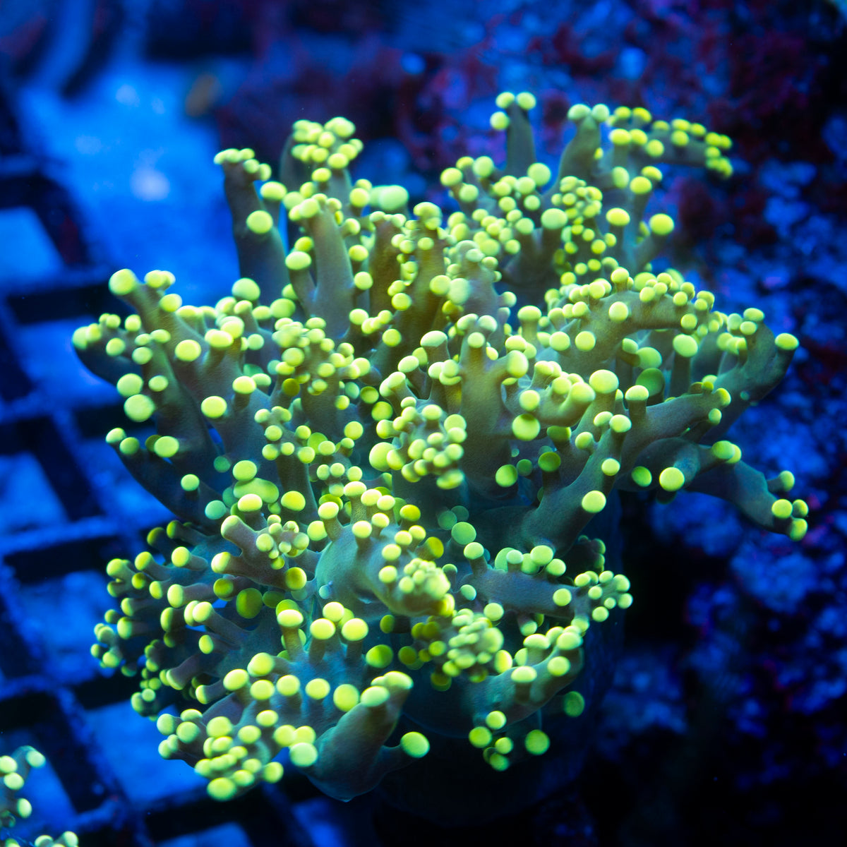 Electric lime Octospawn live reef coral - AquaGemCorals