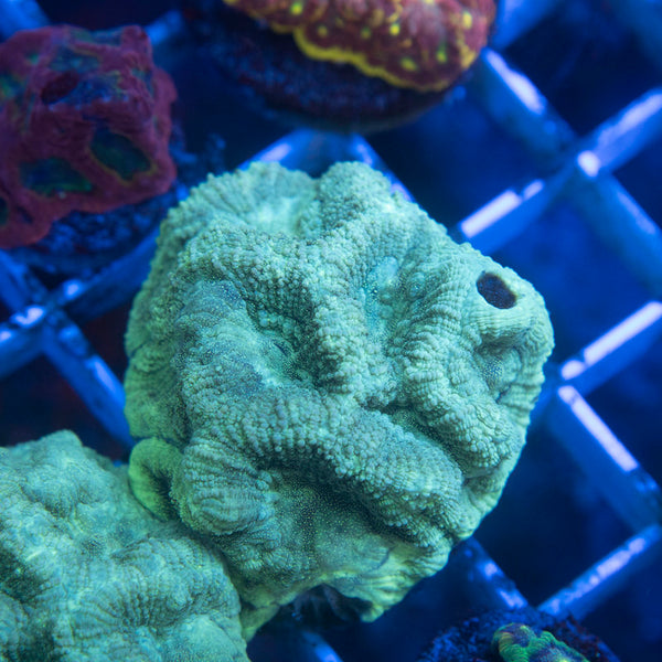 Emerald Abyss Goniastrea