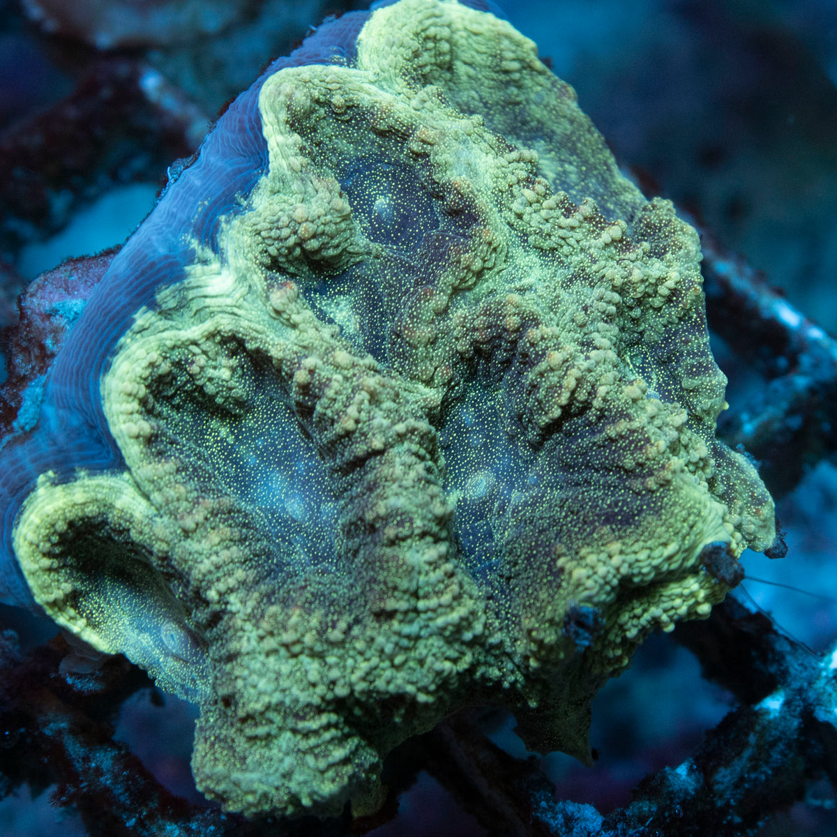 Emerald Eclipse Moon Coral coral frag from AquaGem Corals