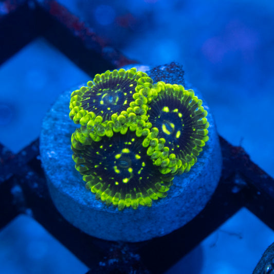 Exosphere Zoa