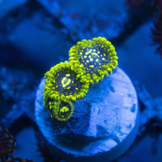 Exosphere Zoa WYSIWYG live coral for sale at AquaGemCorals