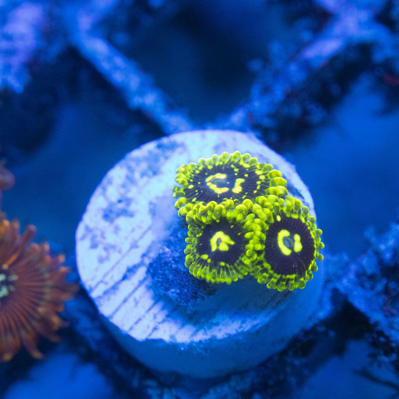 Exosphere Zoa WYSIWYG live coral for sale at AquaGemCorals