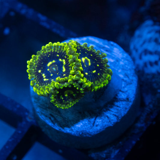 Exosphere Zoa