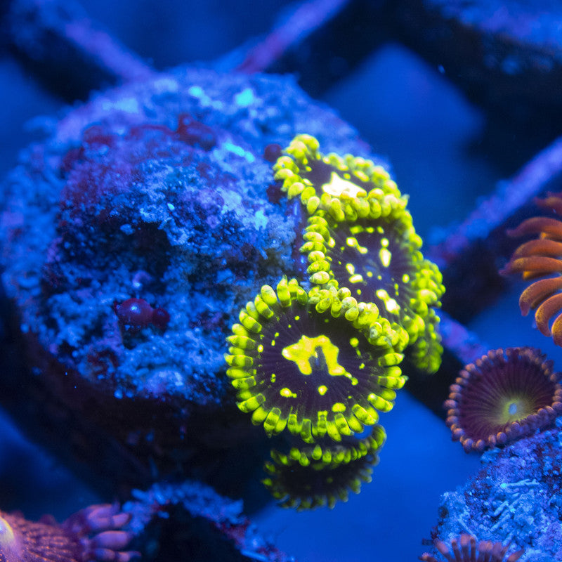 Exosphere Zoa WYSIWYG live coral for sale at AquaGemCorals