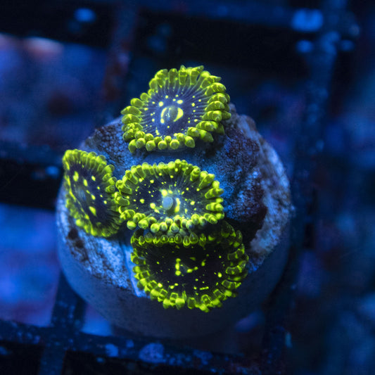 Exosphere Zoas
