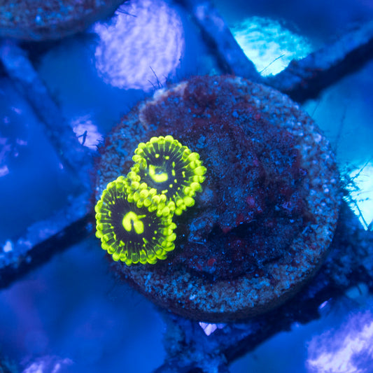 Exosphere zoa