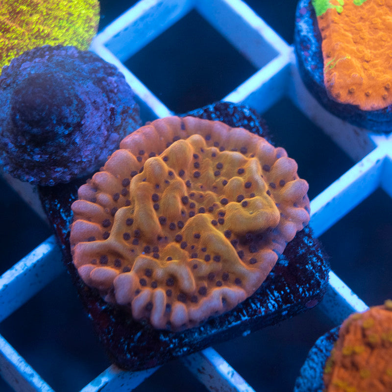 FAIRYTALE MONTIPORA - AquaGemCorals