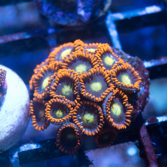 Fallen Kingdom Zoas - AquaGemCorals