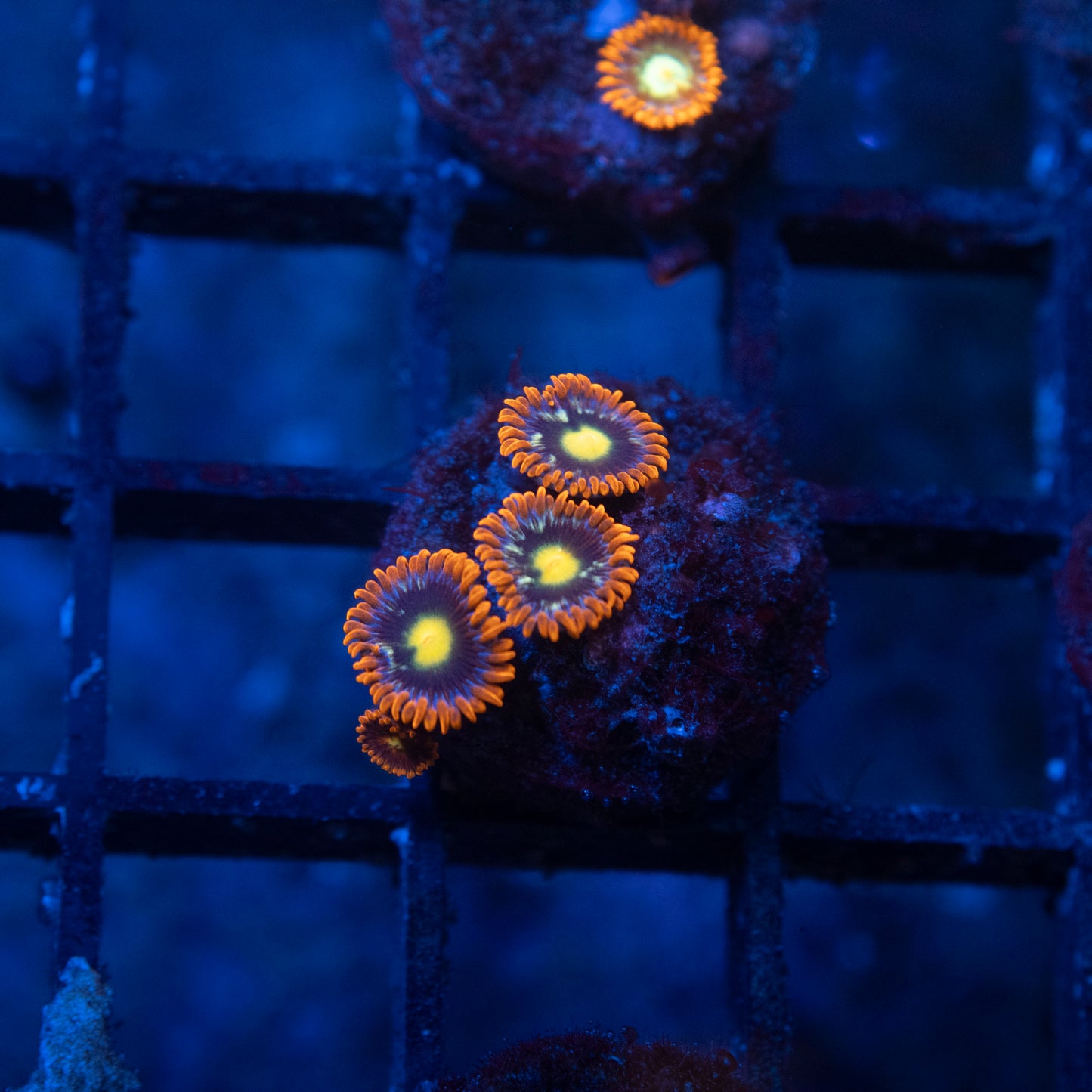 Fallen Kingdom Zoas