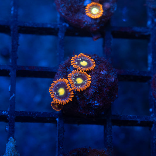 Fallen Kingdom Zoas
