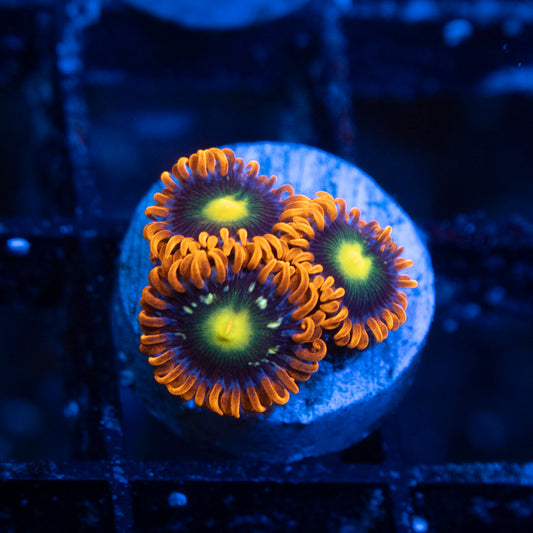 Fallon Kingdom Zoa
