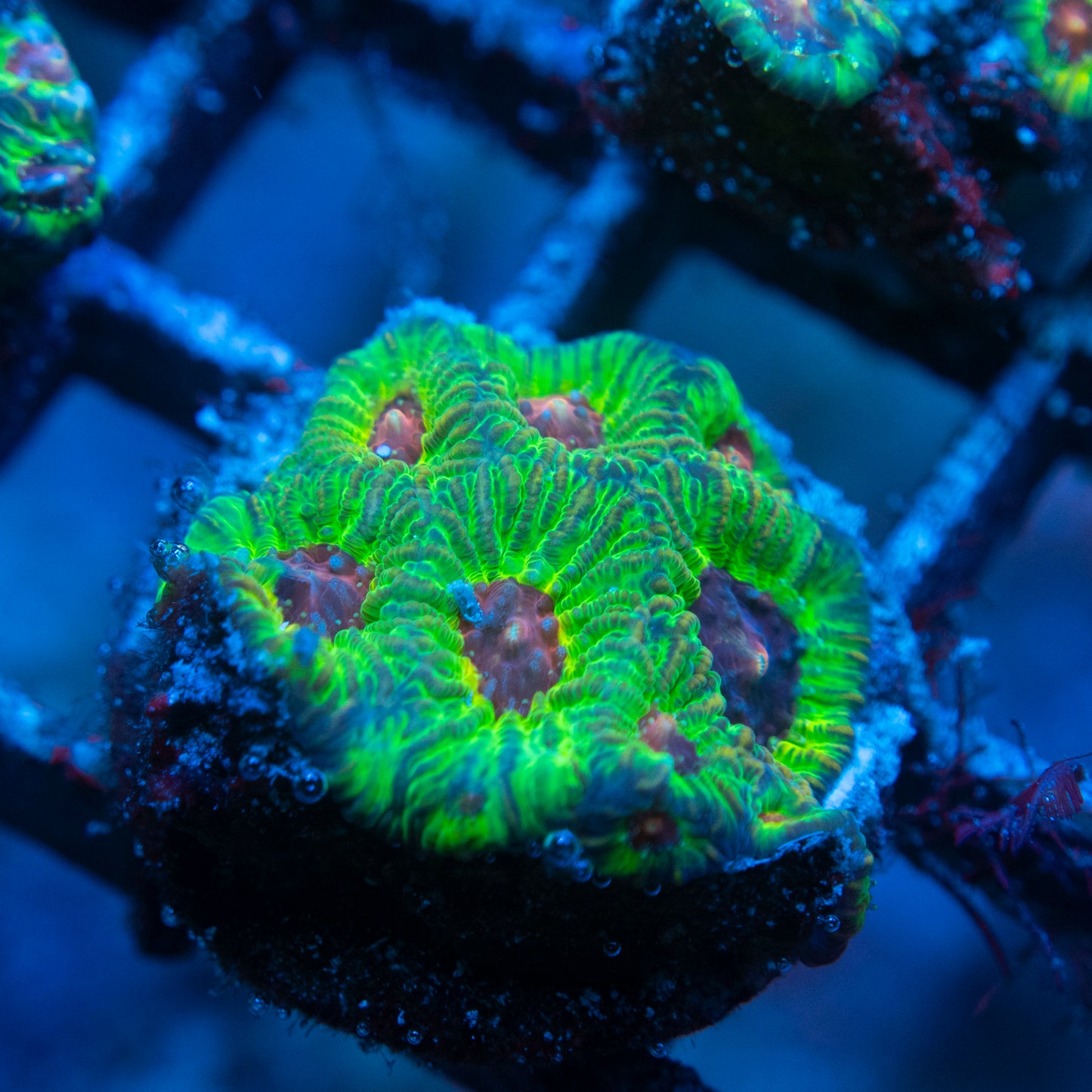 Fascination Favia WYSIWYG coral from AquaGemCorals