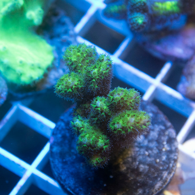 Fiji Green Pocillopora - AquaGemCorals