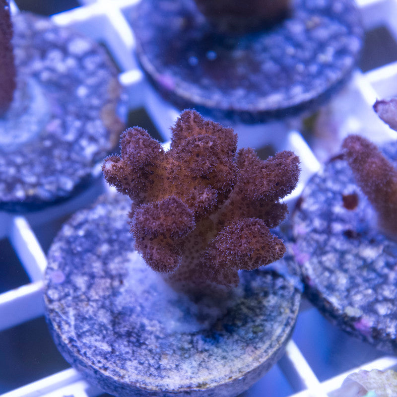 Fiji Pink Pocilliopora - AquaGemCorals