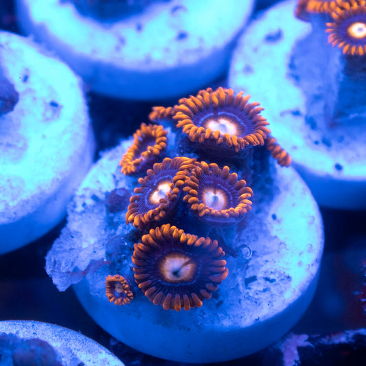 Fire & Ice Zoa