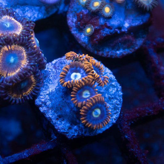 Fire & Ice Zoa