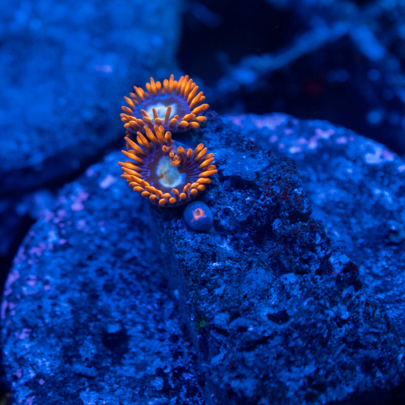 Fire & Ice Zoa