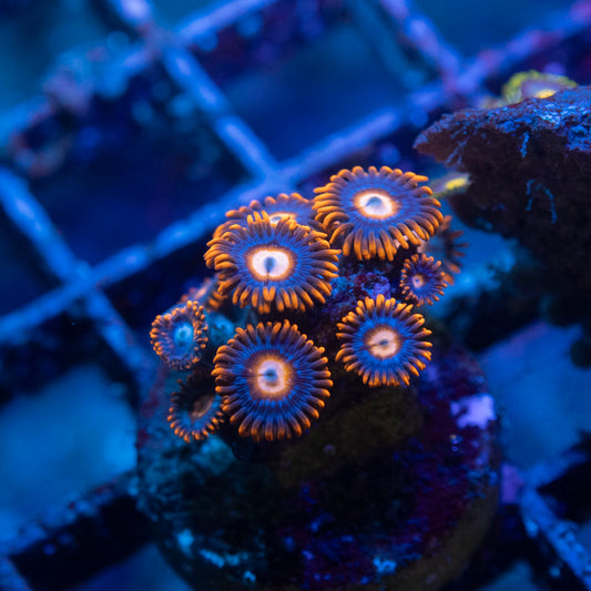 Fire & Ice Zoa