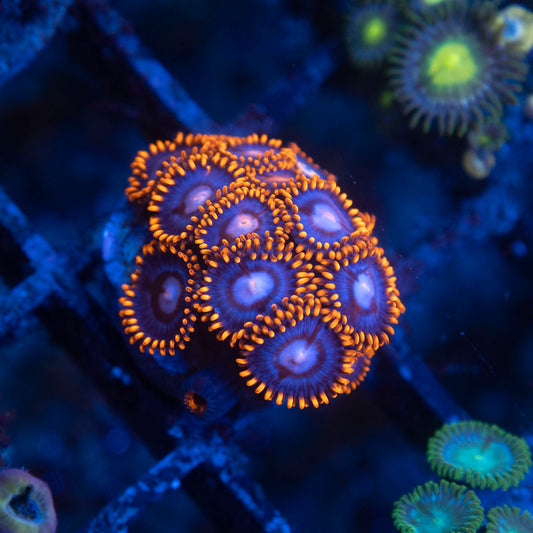 Fire & Ice Zoa