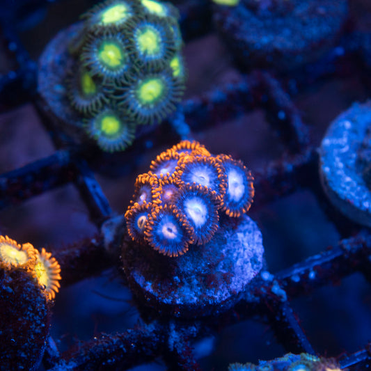 Fire & Ice Zoa