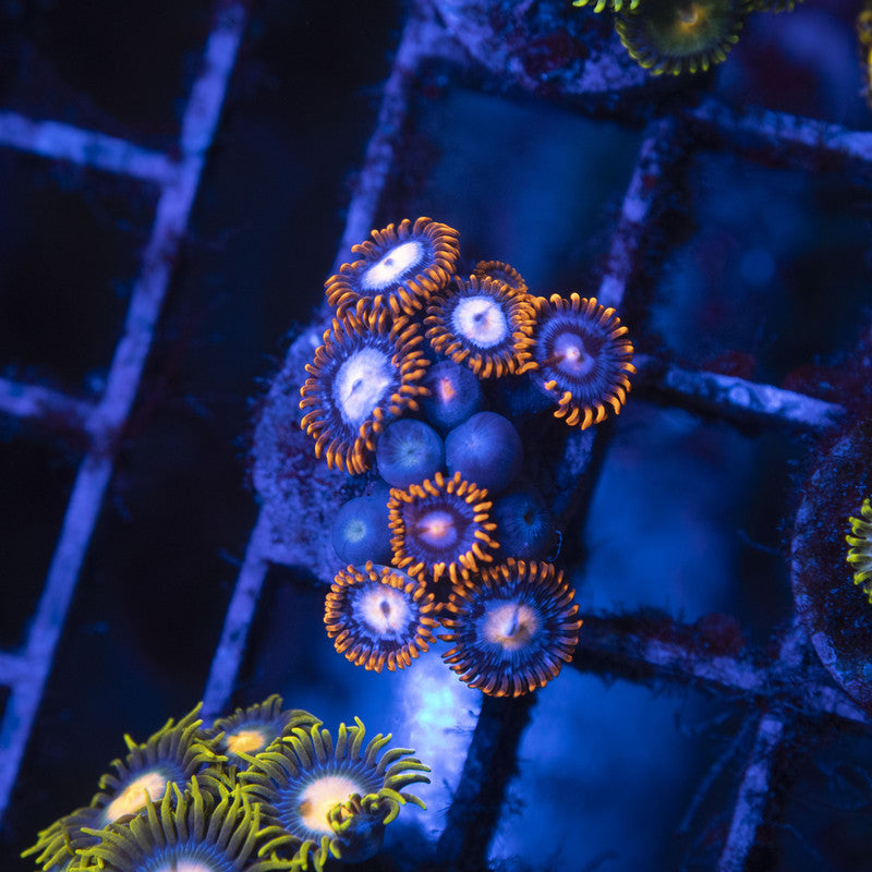 Fire & Ice Zoa