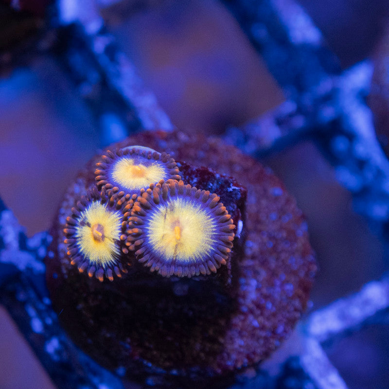 Firelight Zoas - AquaGemCorals