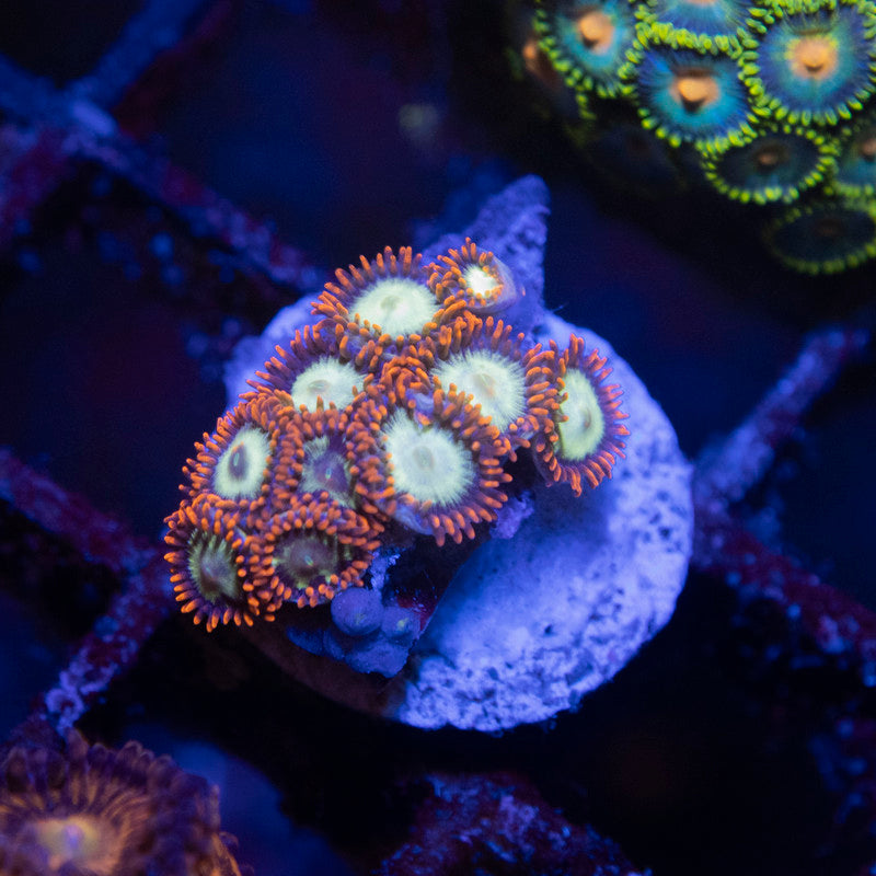 Firelight Zoas - AquaGemCorals