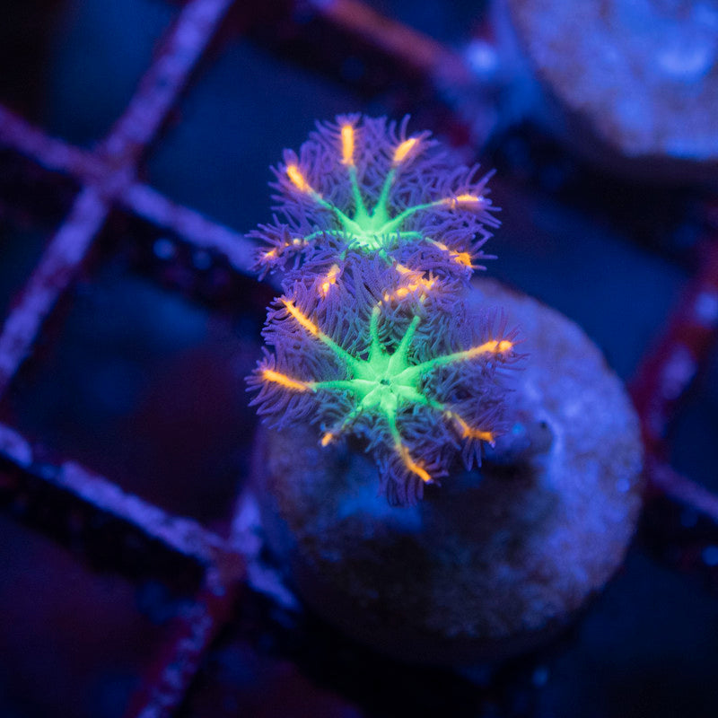 Firework Clovepolyps - AquaGemCorals