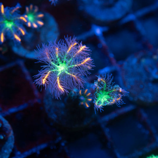 Firework Clovepolyps