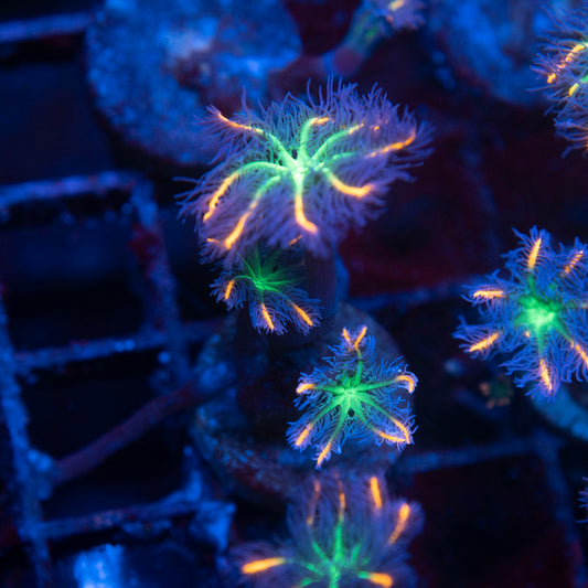 Firework Clovepolyps
