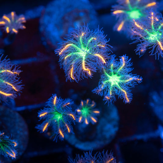 Firework Clovepolyps
