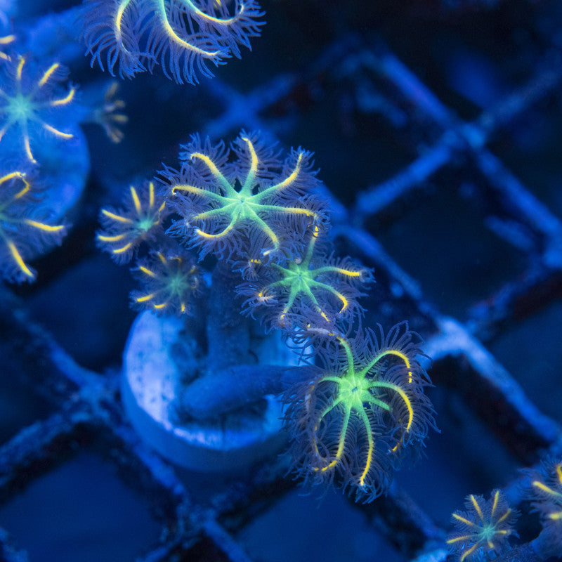 Firework Clovepolyps WYSIWYG live coral for sale at AquaGemCorals