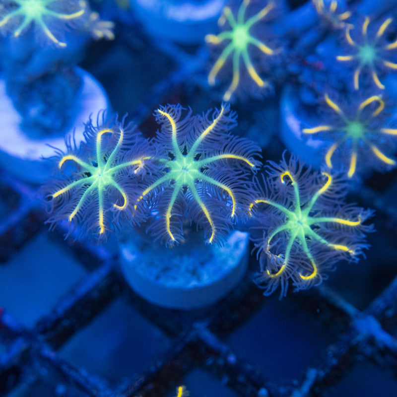 Firework Clovepolyps WYSIWYG live coral for sale at AquaGemCorals