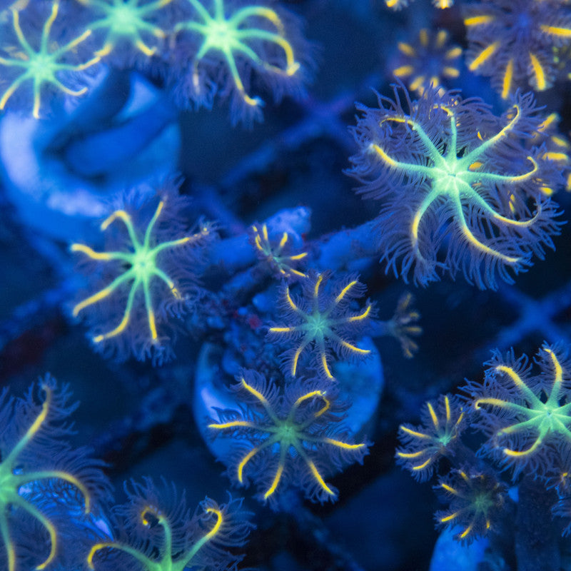 Firework Clovepolyps WYSIWYG live coral for sale at AquaGemCorals