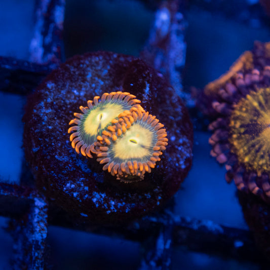 Flaming Fireballs Zoas - AquaGemCorals