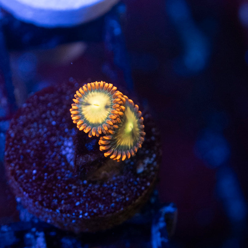 Flaming Fireballs Zoas - AquaGemCorals