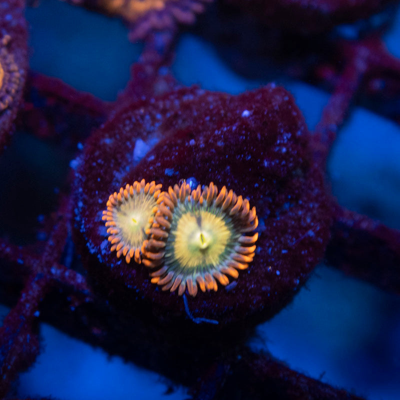 Flaming Fireballs Zoas - AquaGemCorals