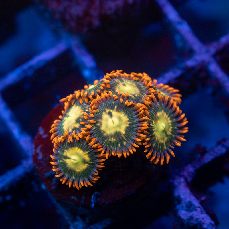 Flaming Fireballs Zoas