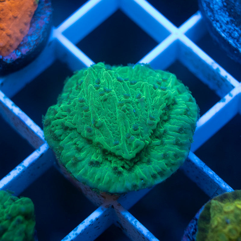 Flower Petal Montipora - AquaGemCorals